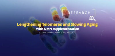 Lengthening Telomeres and Slowing Aging: A Promising Study on NMN supplementation