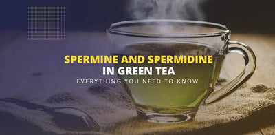 Spermine and spermidine in green tea - everything you need to know