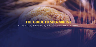 The Guide To Spermidine: Function, Benefits, And Supplementation