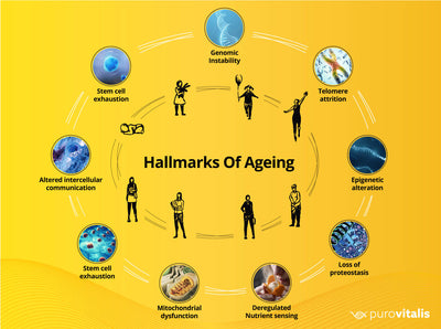 Top Hallmarks of Aging and how to affect each of them