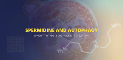 Spermidine And Autophagy: Everything You Need To Know