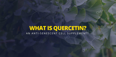 What is Quercetin? The 2022 guide